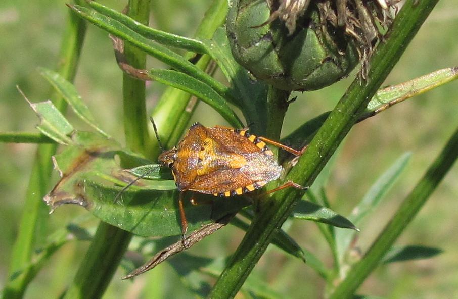 Pentatomidae: Carpocoris purpureipennis del Piemonte (BI)